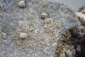 Strandschnecke auf einem Stein